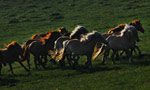 Picturesque Bashang Prairie through lens