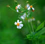 Guangxi impression: scenic countryside