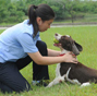 80 security dogs assembled in Nanjing police dog training base