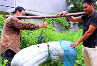 Giant white gourd weighing 87 kilograms appears in SE China