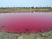 Pink salt lake attracts visitors in China's Yuncheng