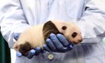 Giant panda cub receives medical care in Guangzhou