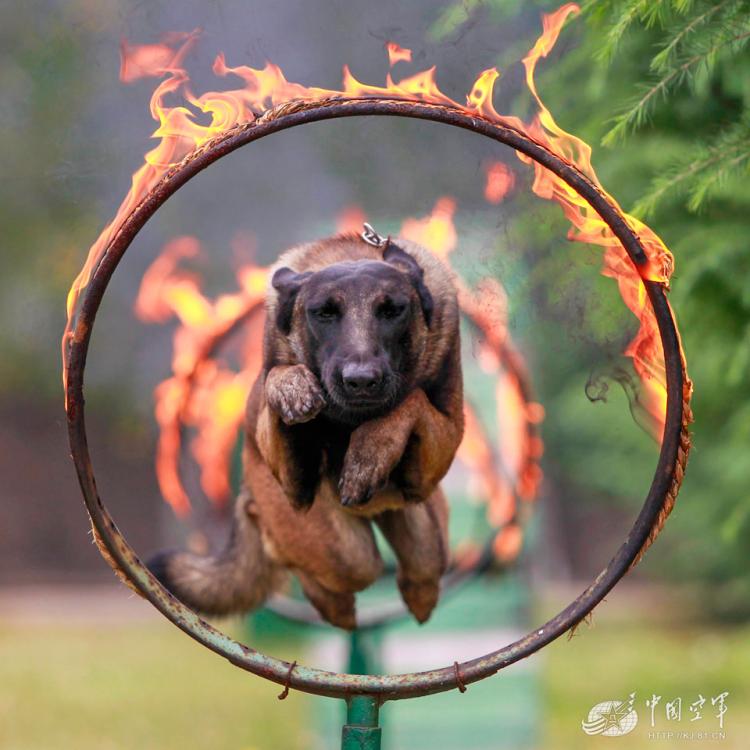 Military dogs of PLA Air Force in training