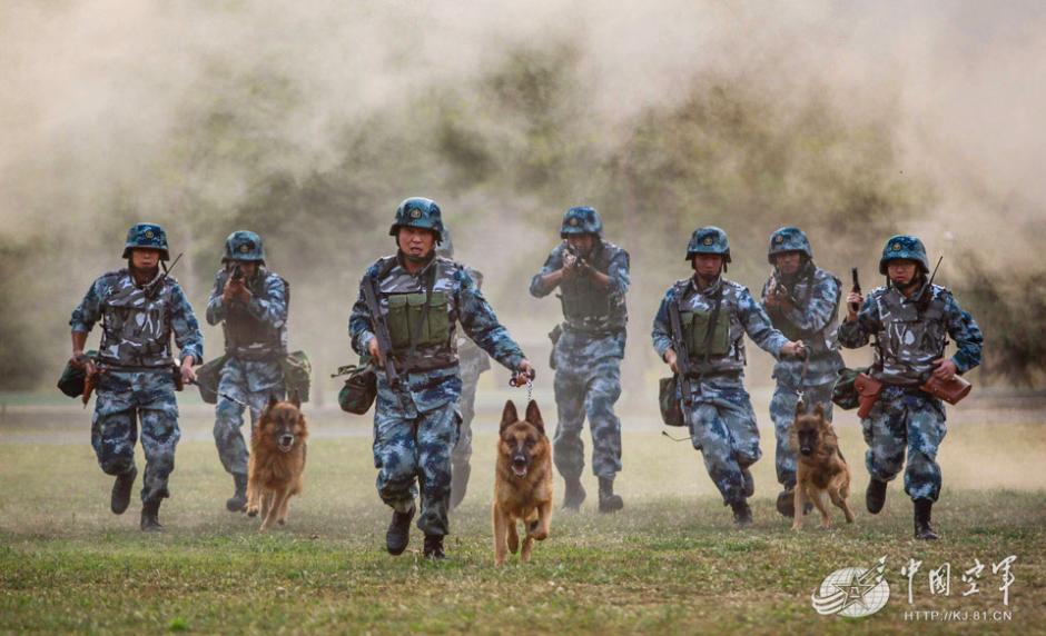 Military dogs of PLA Air Force in training