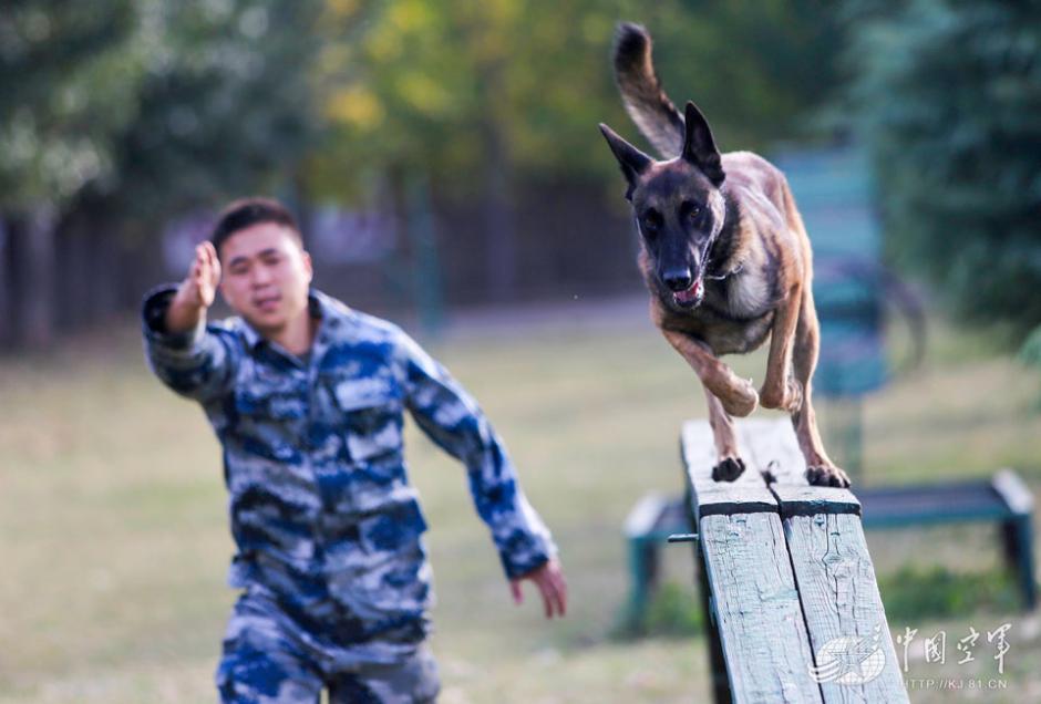 Military dogs of PLA Air Force in training