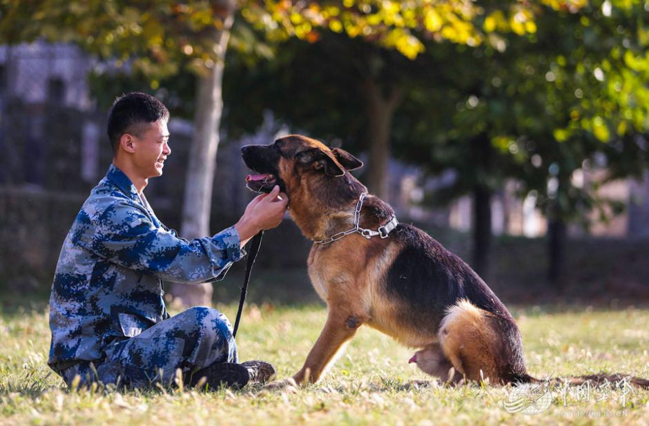 Military dogs of PLA Air Force in training