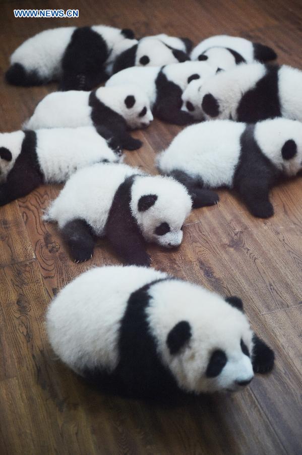 12 twin panda cubs meet public in SW China