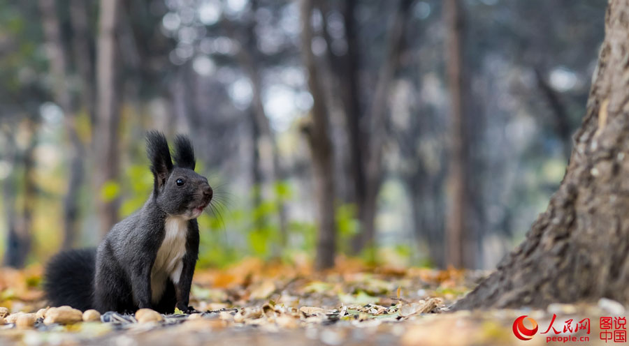 Cute squirrel melts your heart