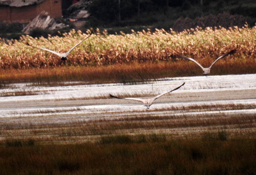 Caohai Plateau Wetland receives first batch of migratory birds in 2015