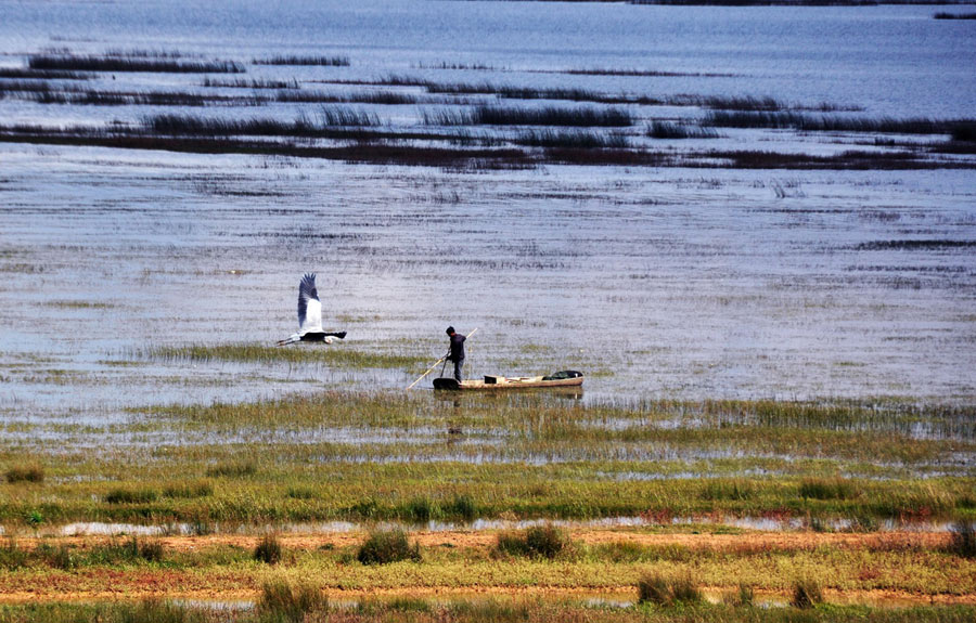 Caohai Plateau Wetland receives first batch of migratory birds in 2015