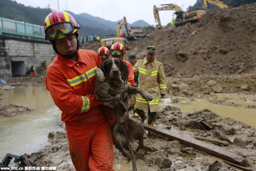 Sniffer dogs with injuries stick to the mission during landslide rescue