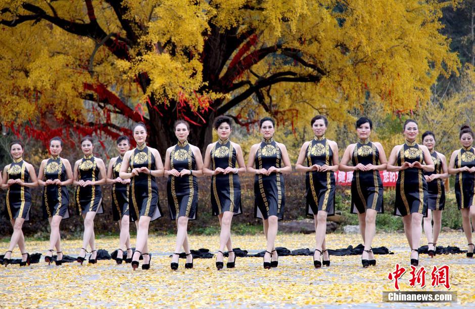 Senior models give cheongsam show under thousand-year-old gingko tree