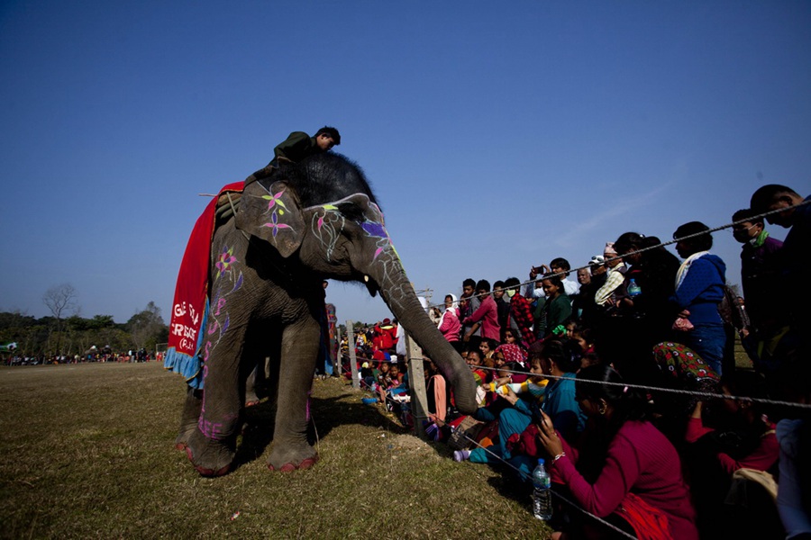 Elephant beauty contest held in Nepal