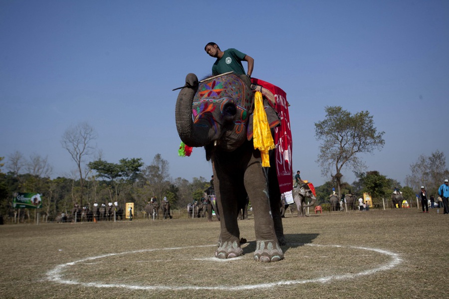 Elephant beauty contest held in Nepal