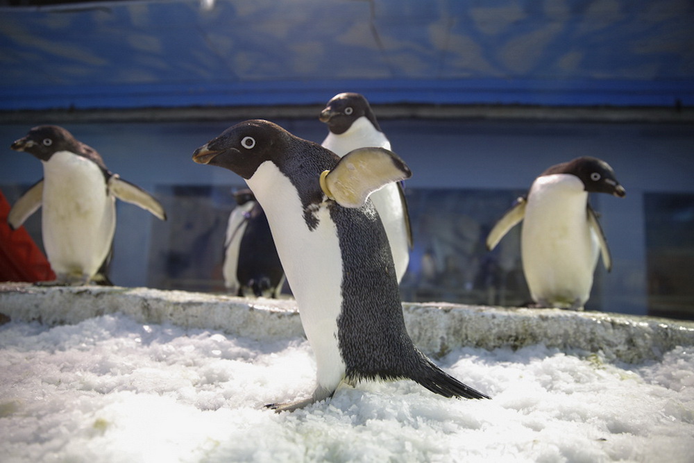 Photo Story: To be 'Mr. Penguin'