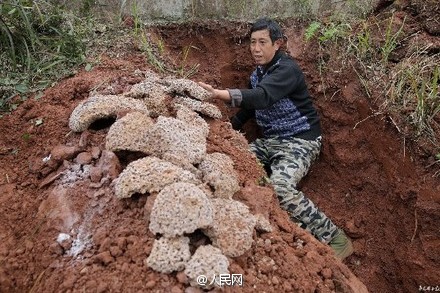 78 nests of termites dug out of reservoir in Sichuan
