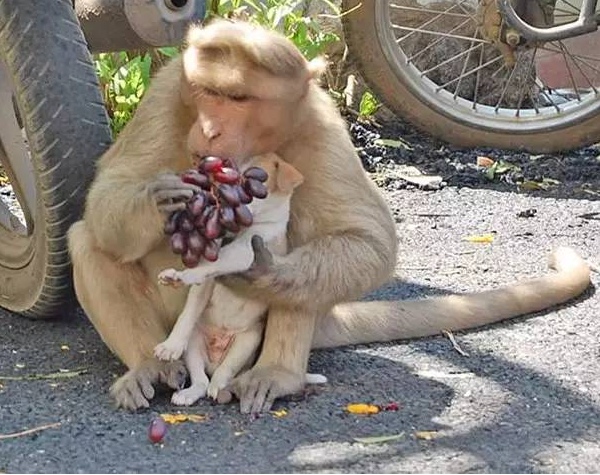 Monkey who adopts a puppy touches the world