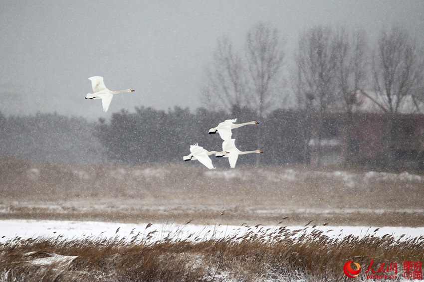 Swans enjoying snowfall in E China