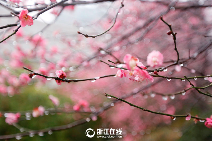 Plum flowers bloom in rain in Hangzhou