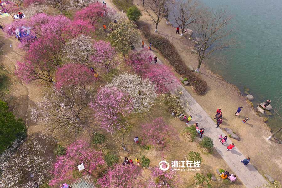 Breathtaking plum blossoms in Hangzhou
