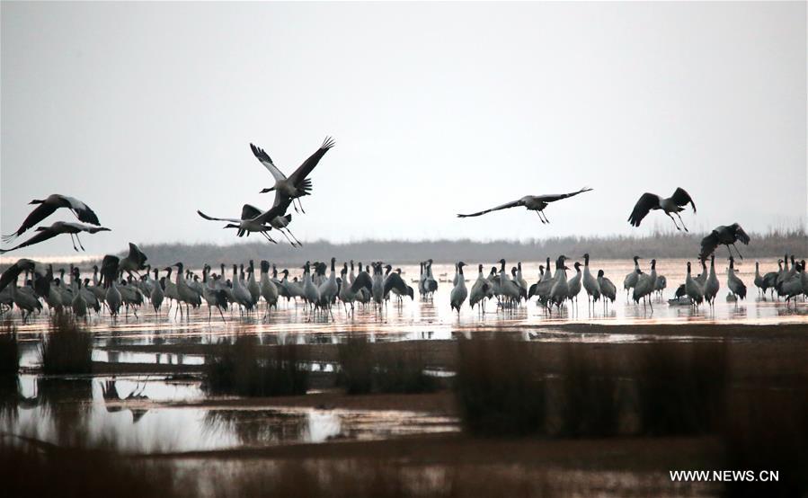 Migratory birds begin to fly northbound after wintering in SW China