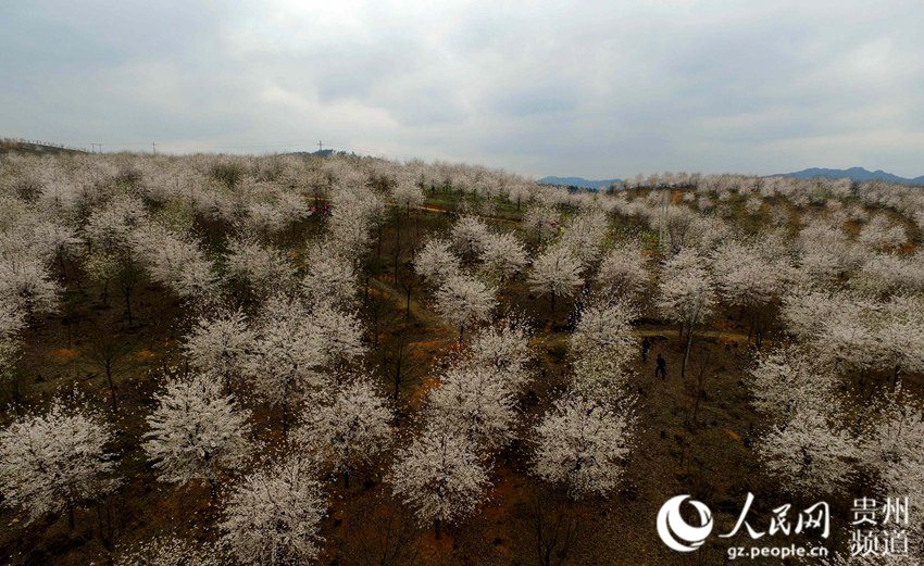 Cherry blossom in Huangping, SW China