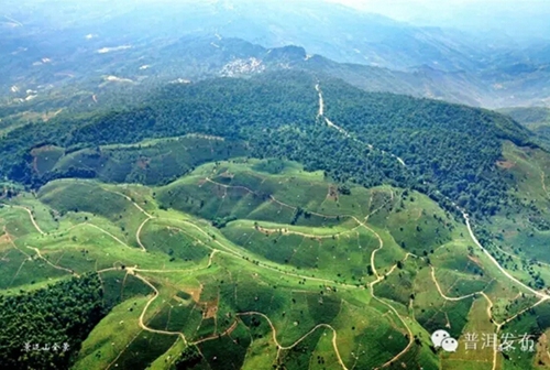 CPPCC member propose applying for UNESCO World Heritage Site Status for Jingmai Mountain Ancient Tea Plantation