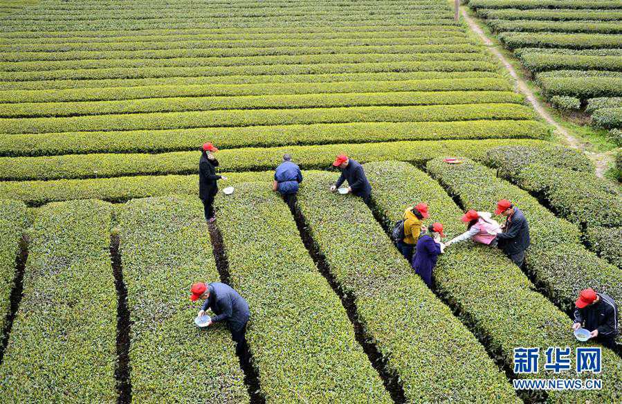 Aerial photos of tea garden in C China