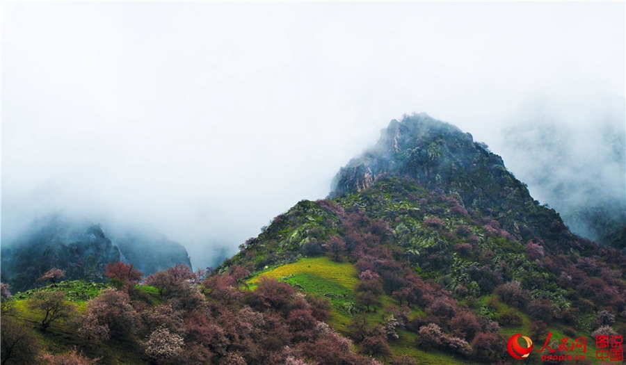 Dreamy apricot blossom in Ili, Xinjiang