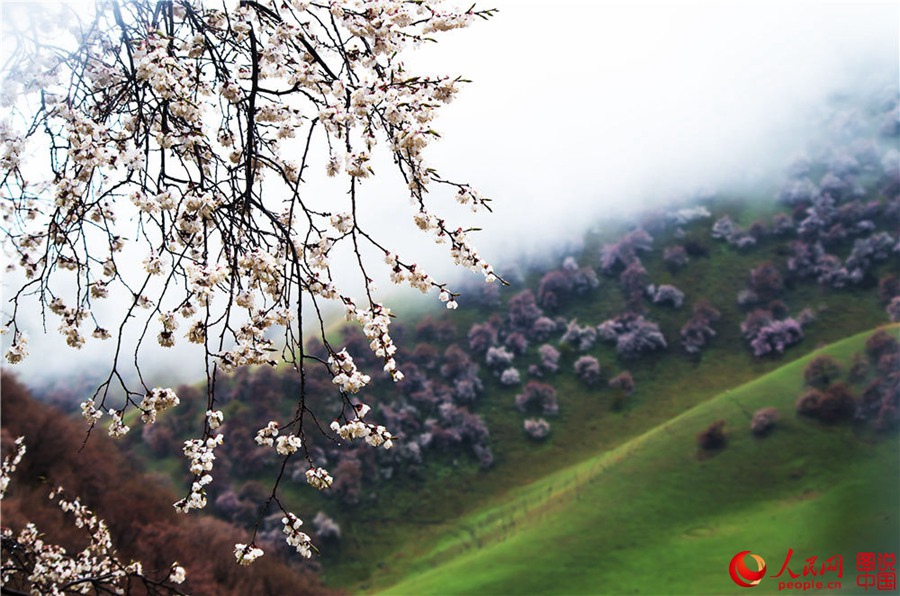 Dreamy apricot blossom in Ili, Xinjiang