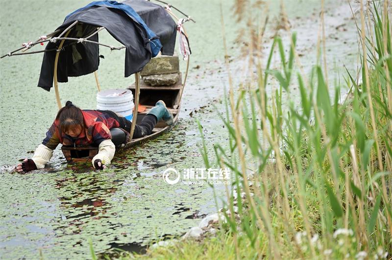 Villagers pick water shields from a pond in Hangzhou