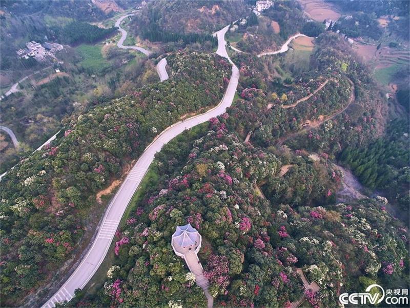 A sea of azaleas in Guizhou province