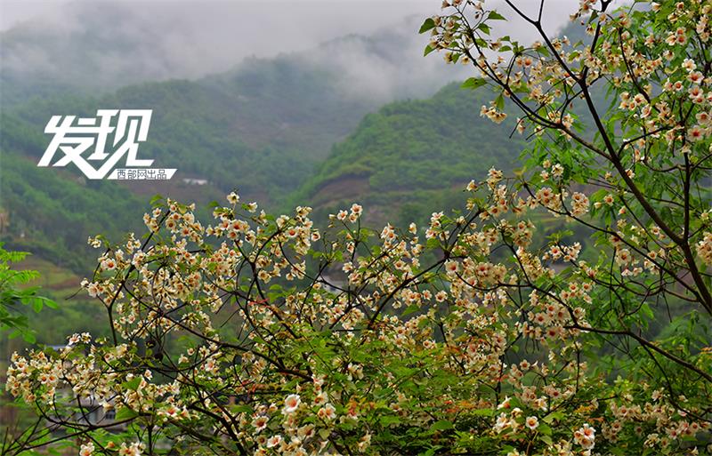 Flowers of Tung oil trees bloom in Shaanxi province