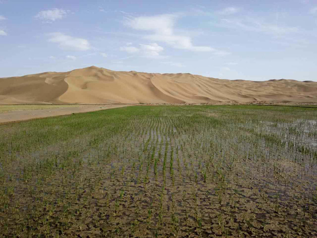 Company proposes to grow rice in the desert in Xinjiang