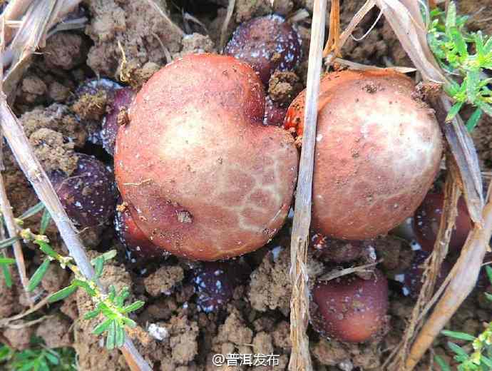 Ning’er Edible Mushrooms