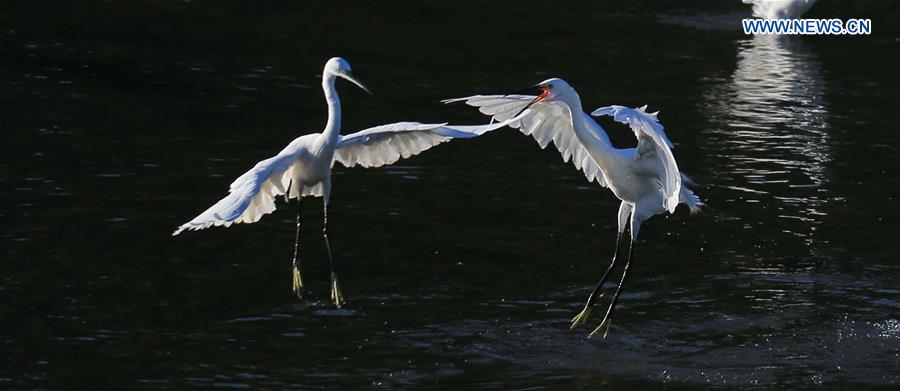 In pics: Egrets rest on Qinghe River in Beijing