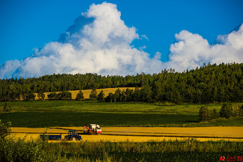 Harvest time in northeastern China