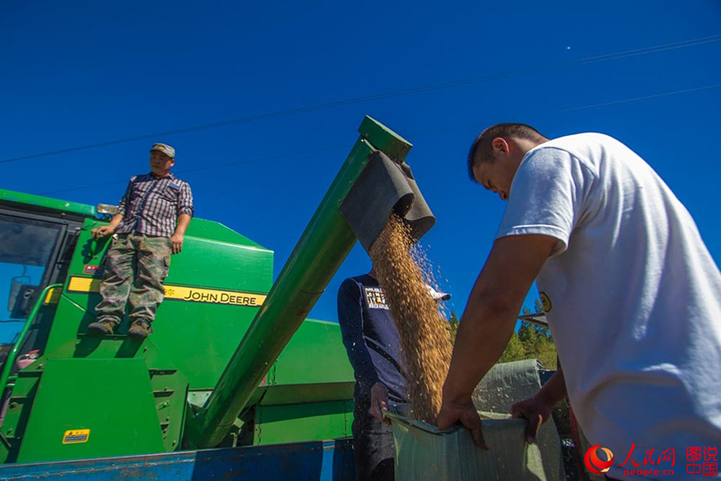 Harvest time in northeastern China