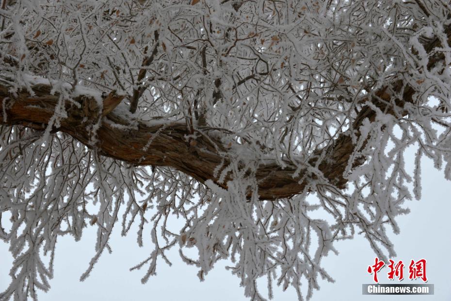 Splendid frost along Xinjiang's Tarim River