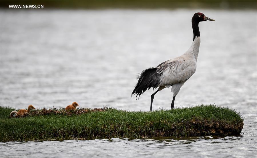 Environment of reserve improved for black-necked cranes in China's Tibet