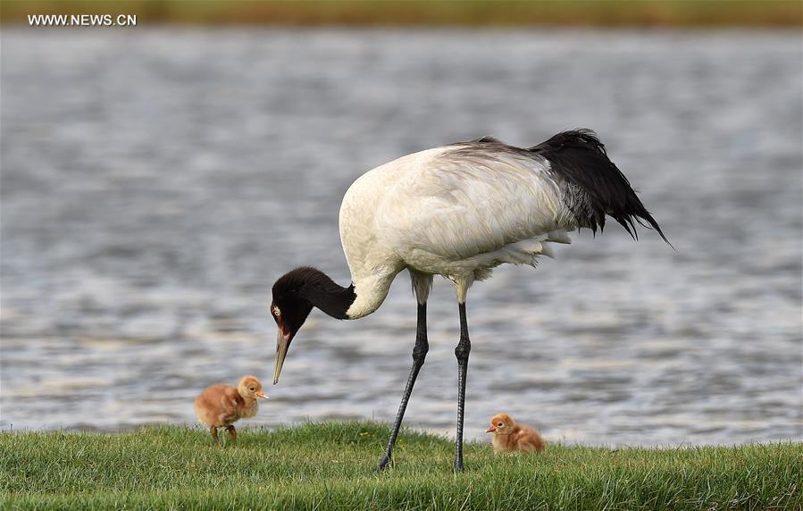 Environment of reserve improved for black-necked cranes in China's Tibet