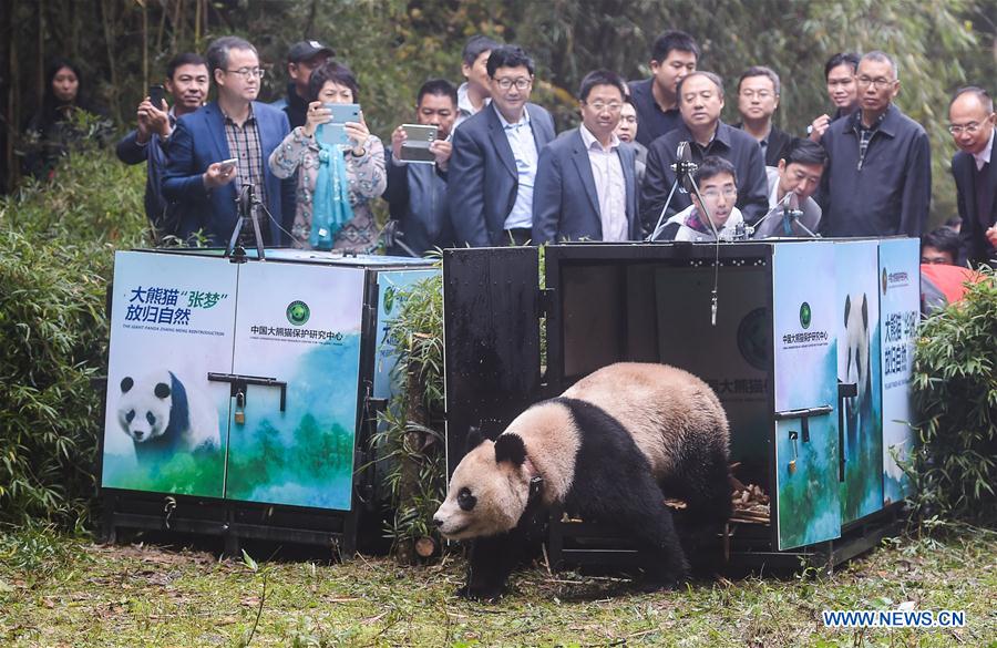 Giant panda bases restored after Sichuan earthquake