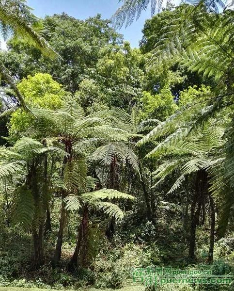 Top Ten Historical Landscape of Pu’er — Mojiang Xiqi Alsophila Forest