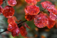 Red leaves attract tourists at Badachu Park in Beijing