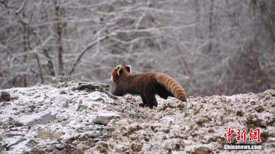 Snow transforms nature reserve in Sichuan into a magical fairyland