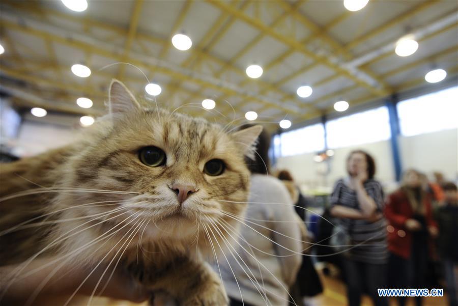 Highlights of cat show in Warsaw, Poland