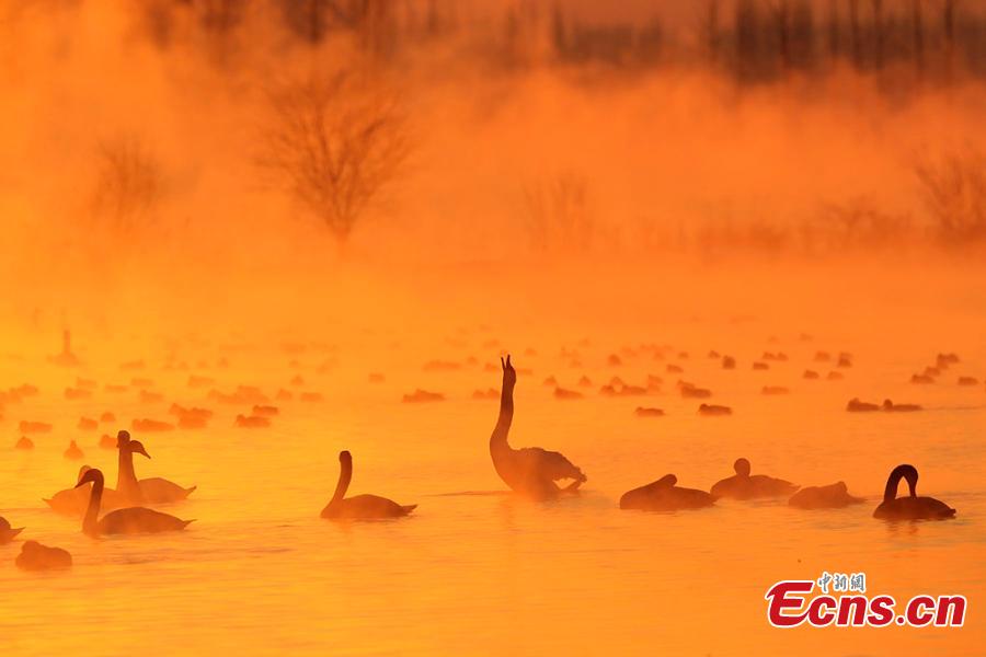 Xinjiang wetland draws swans