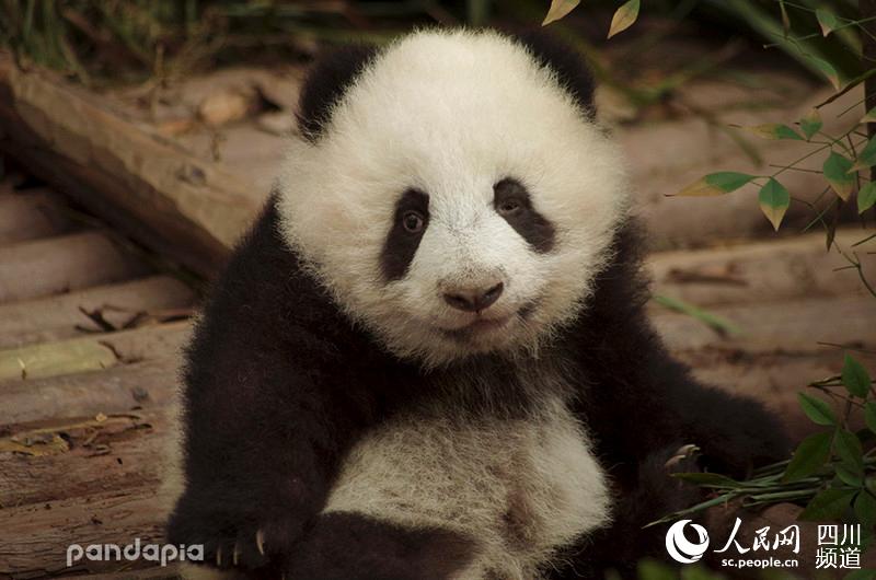                                      Panda Run Jiu (Photo/Courtesy of Chengdu Research Base of Giant Panda Breeding)