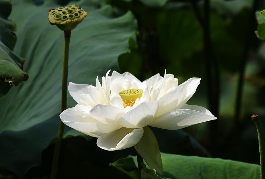 Lotus flowers bloom on Daming Lake in east China's Shandong