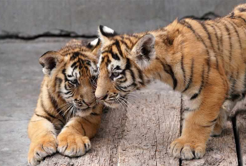 Over 30 Siberian tiger cubs born from end of February at Heilongjiang breeding center